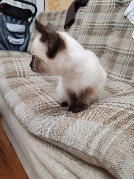 Сиамский котенок