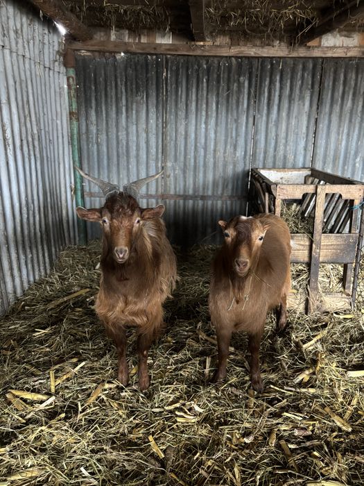 Țapi de vanzare sau schimb.