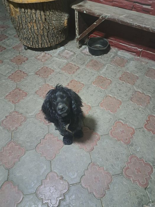 Руский  Спаниель