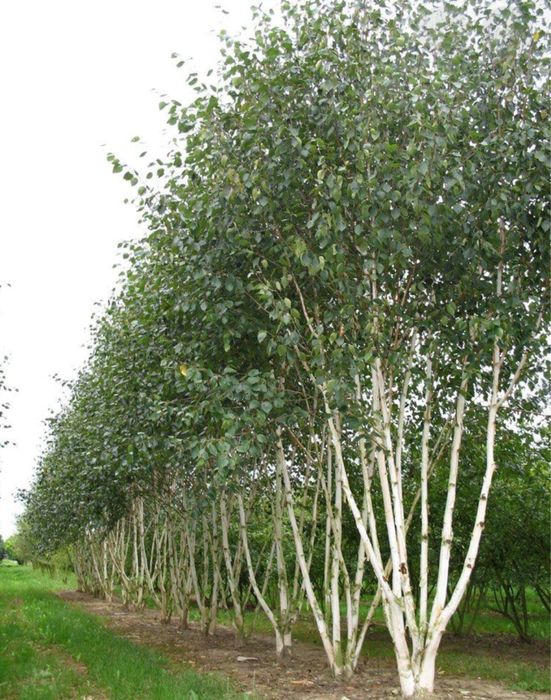 Mesteacan alb multitulpinar 3m - 7m