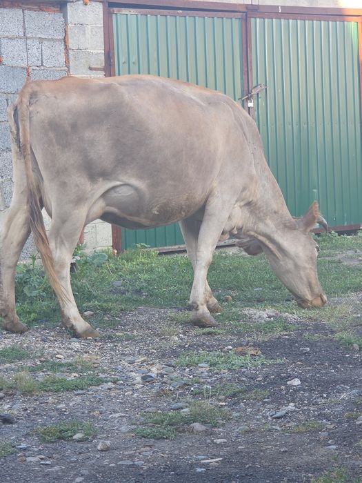 Продам корову. Сиыр сатылады