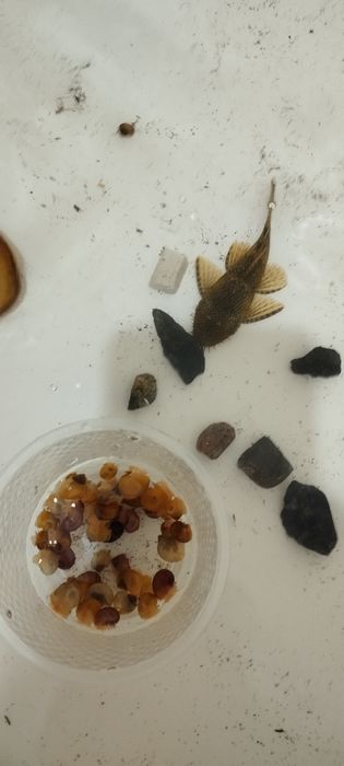 Продаются аквариумные рыбки и улитки!