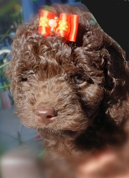 Пудел мини шоколад