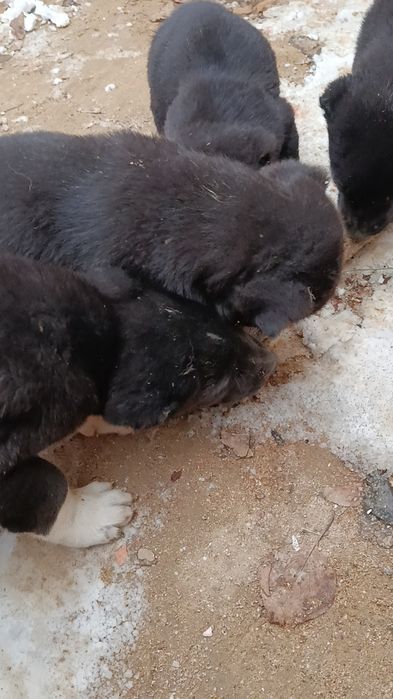 Сао күшіктер сатылады