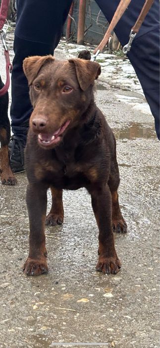 Jagd terrier jagdterrier