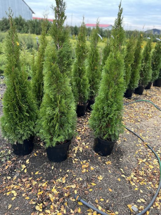 Vand tuia smarald  50 , 80 , 100 , 150 cm engros