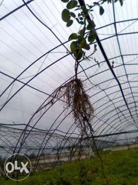 Разсад етеричномаслени растения - роза дамасцена, розмарин