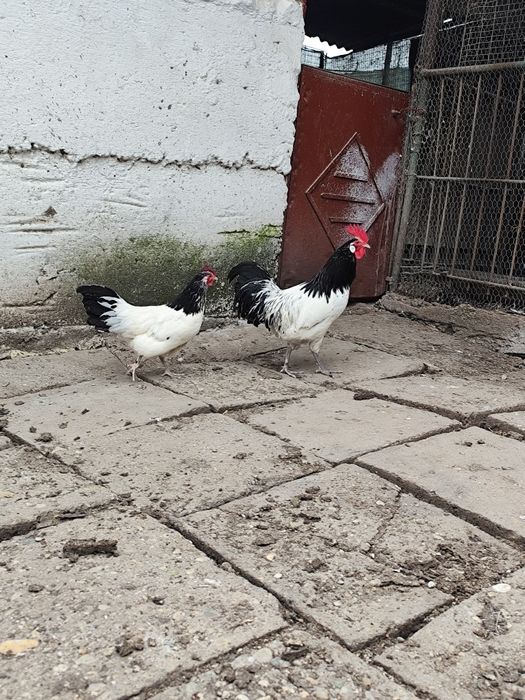 Lakenvelder găină și cocoș
