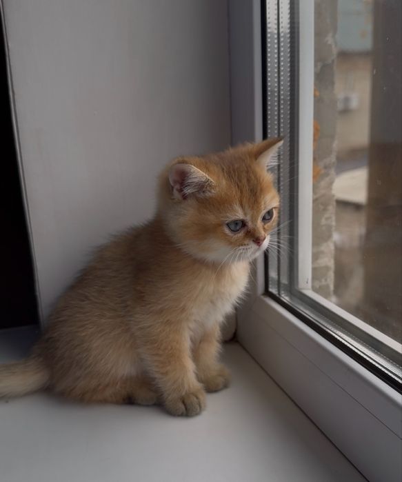 Продам британских котят