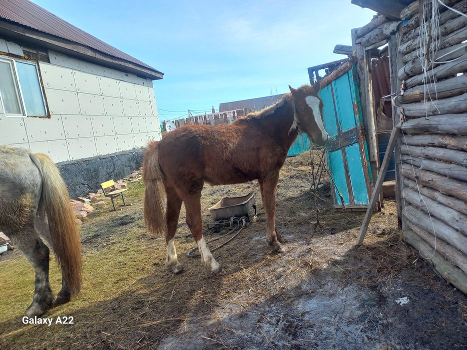 Бие, тай сатылады