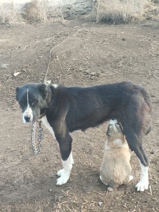 Сатылады Еркек ұрғашы