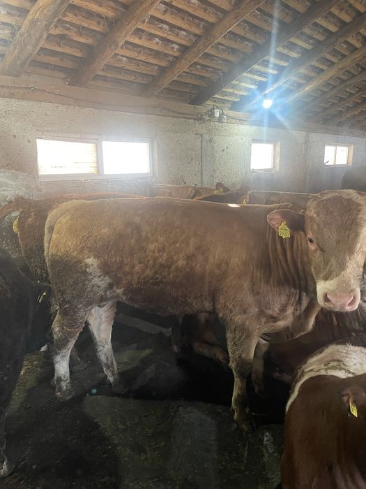 Tauri de vanzare intre 400-600kg