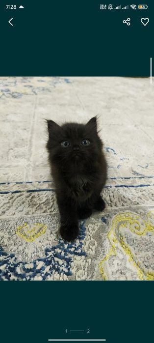 Котенок девочкаа
