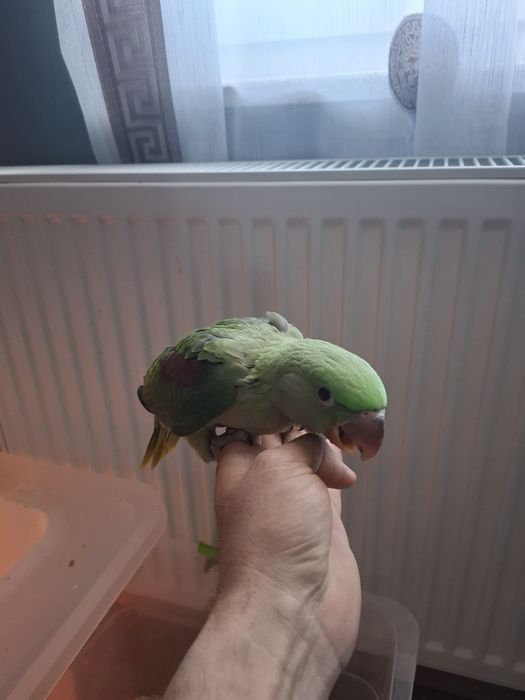 Pui blanzi marele Alexandru