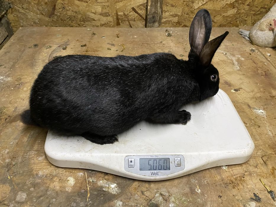 Masculi hycole pentru monta