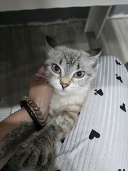 В добрые руки отдам кошечку