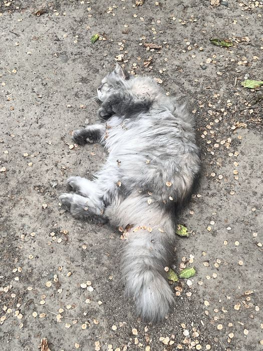 Отдаю кошечку в добрые руки