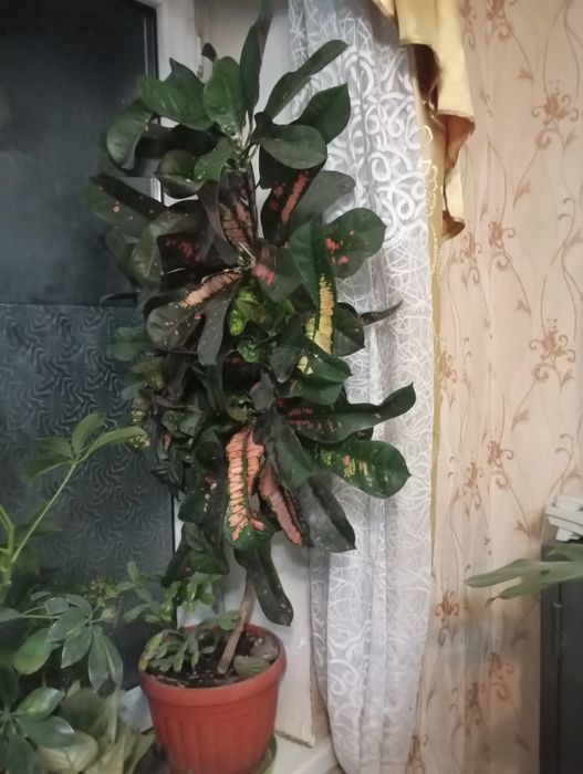 Кодиеум кротон, цветное дерево