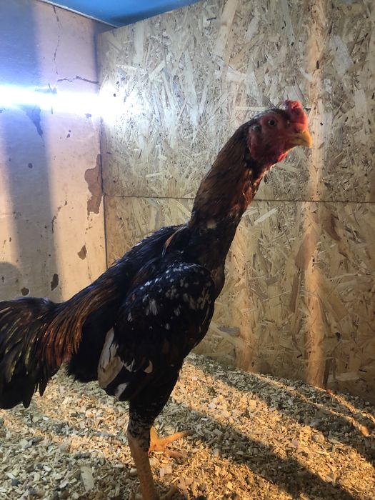 Дакан бойцовый петух