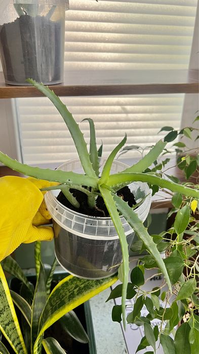 Алоэ столетник. Алоэ