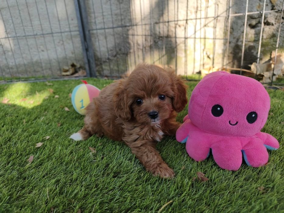 Vand baietel Cavapoo f1 rosu mini