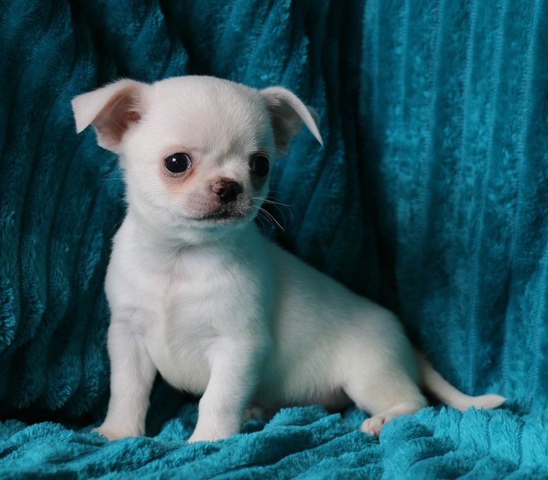 Мальчишка чихуахуа с документами