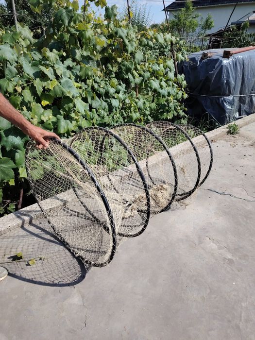 Varsa mare pentru peste