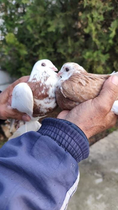 Голуби, вольные, летные, с игрой