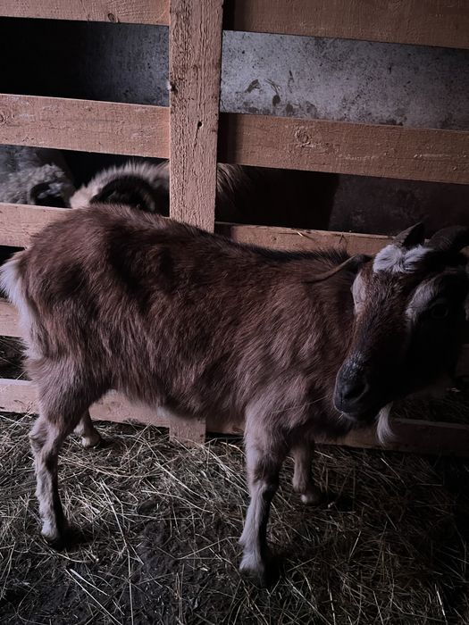 Vand capră tânără (mioară)