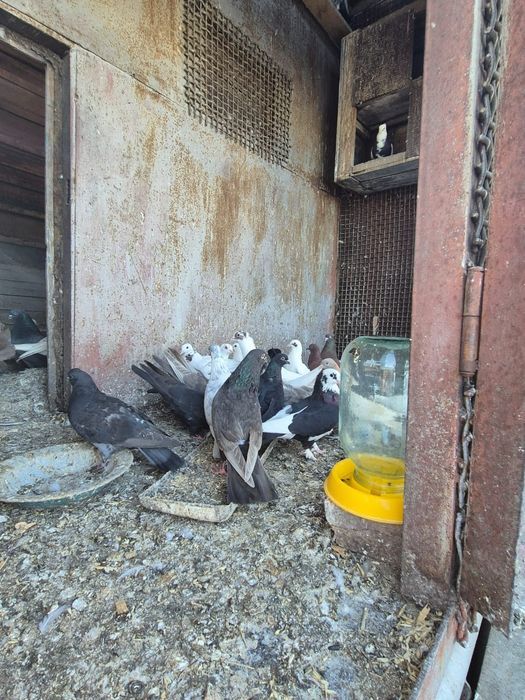 Продам голубей бойных