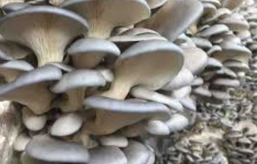 Compost ciuperci pleurotus