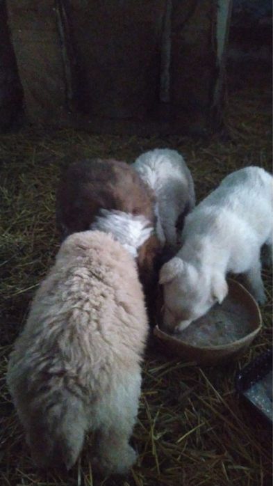 щенки бесплатно в добрые руки