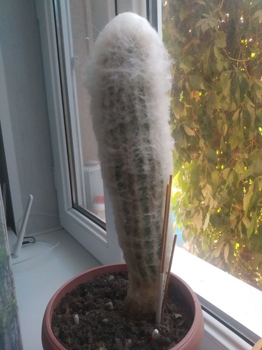 Распродаю разные комнатные растения