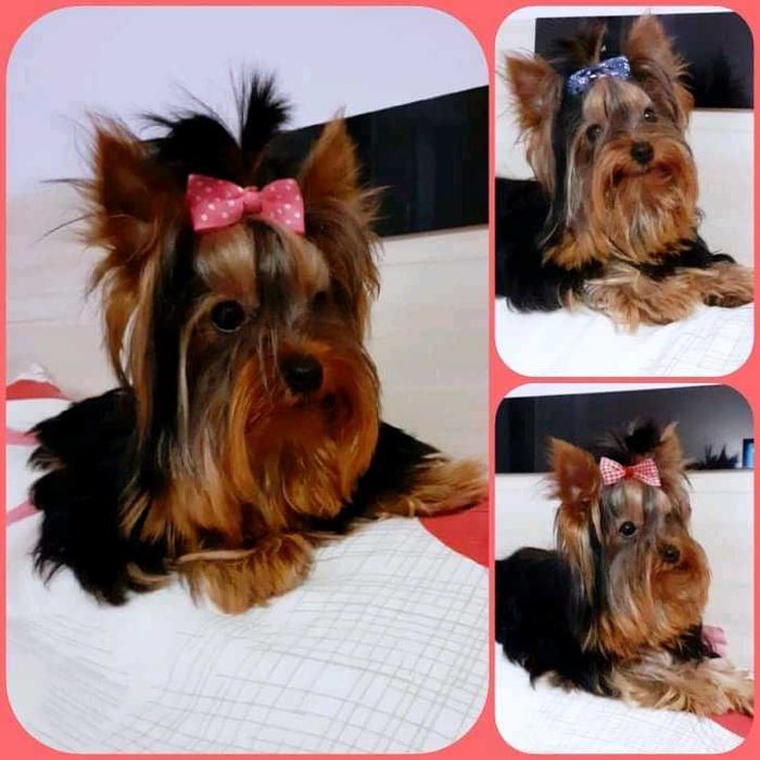 Йоркита/ Йоркита