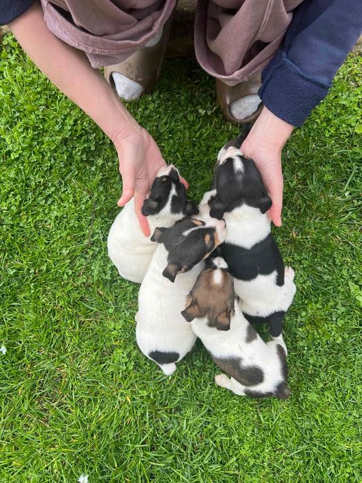 Джак Ръсел.          .