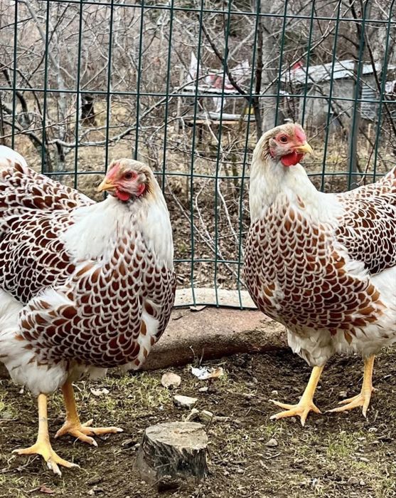 Тауык куры семиз домачни куриса коразда бар