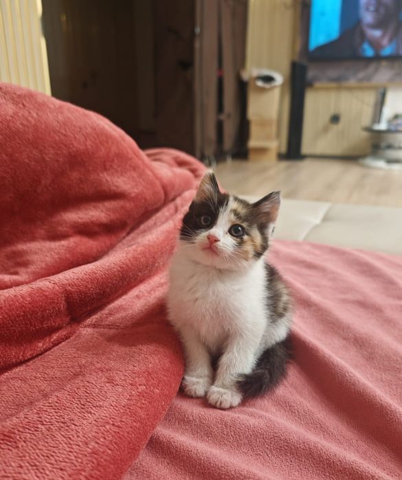 Котята Крысыловы
