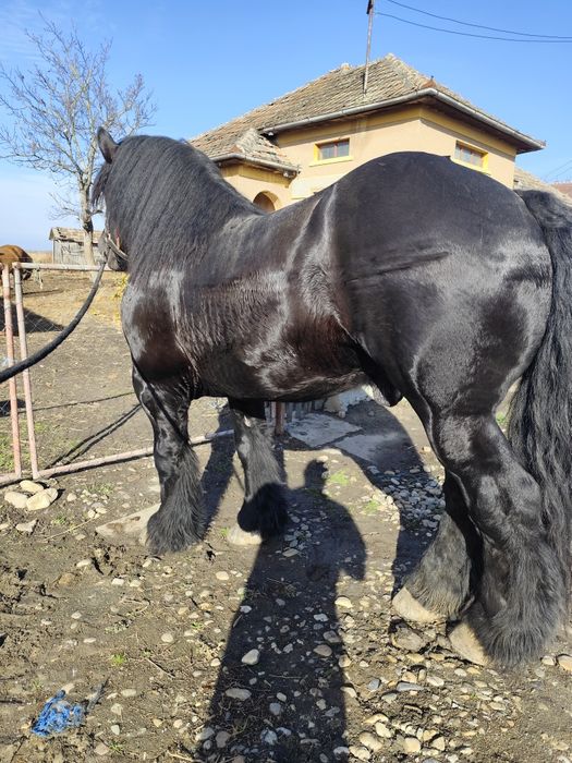 Armăsar Ardenez 4/5 ani