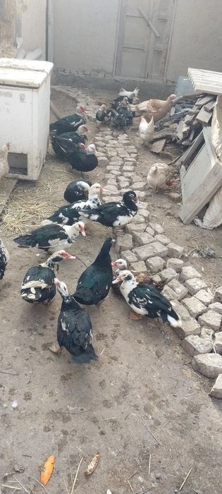 Indavutkalar sotiladi.