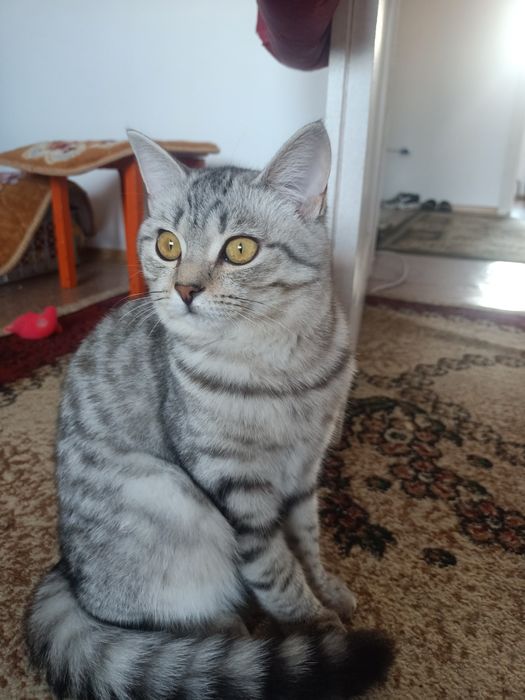 Отдам кошку в добрые руки