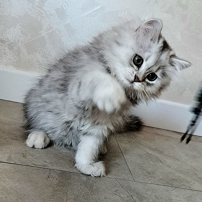 Шотландские котята с документами