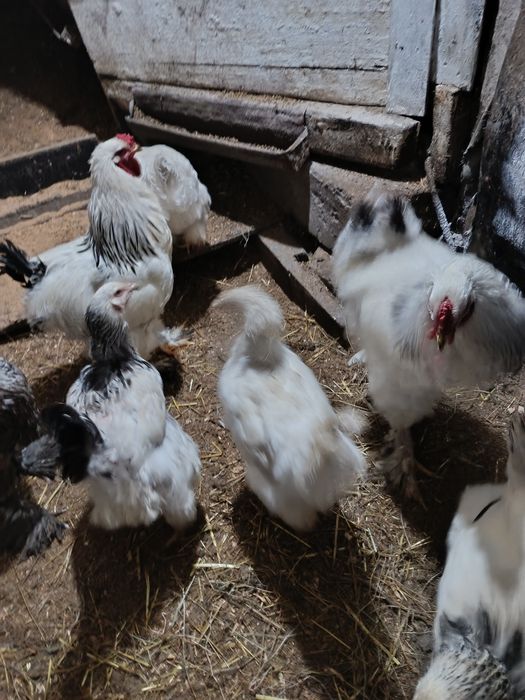 Продам яйцо инкубационное