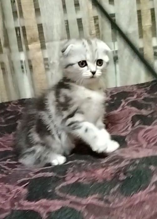 Девочка. Скоттиш фолд.