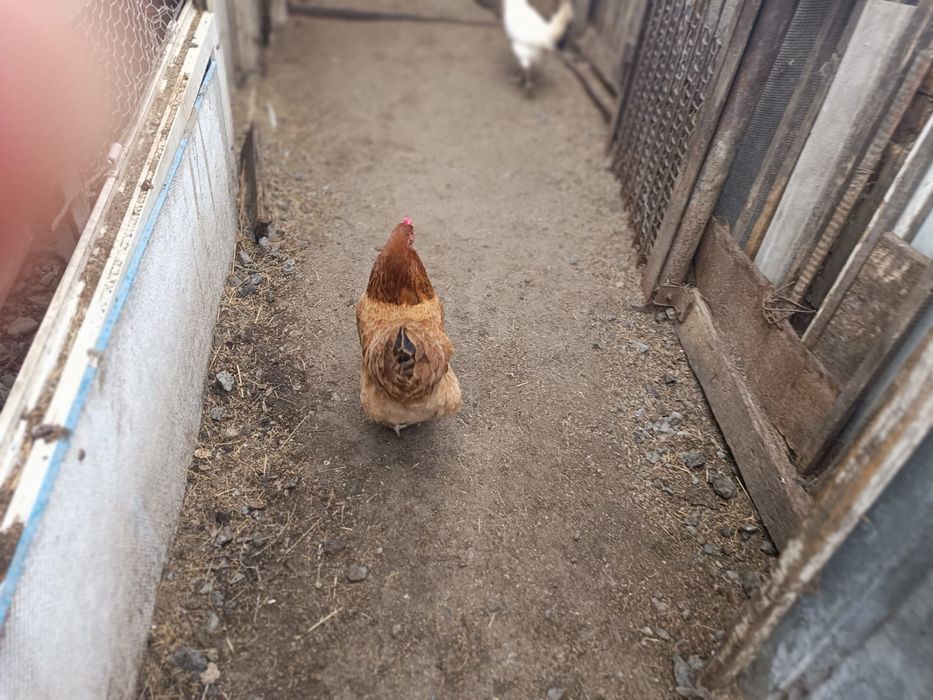 Продам домашних курей