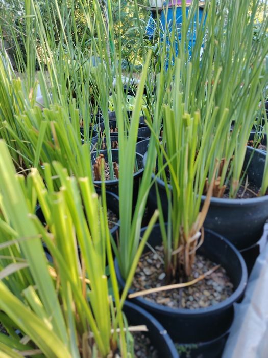 Plante iaz papura pitica stuf nuferi plante acvatice