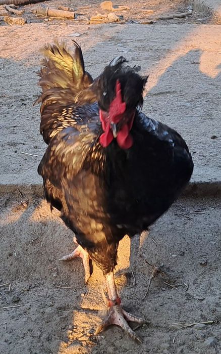 Петел Косовски певец