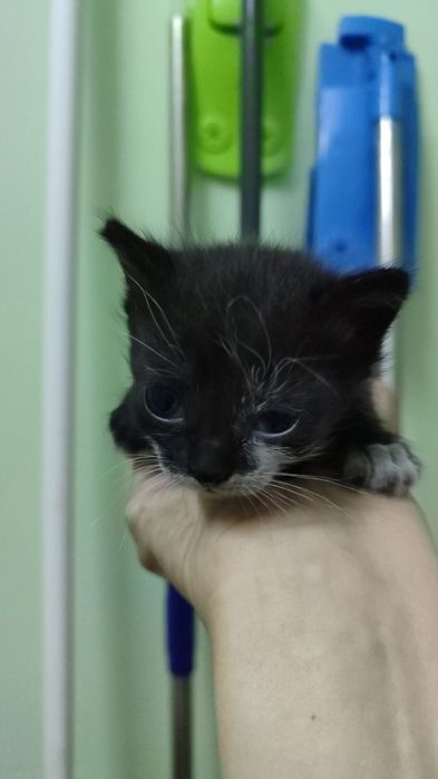бесплатно котёнок