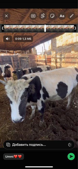 Баспак баспактар