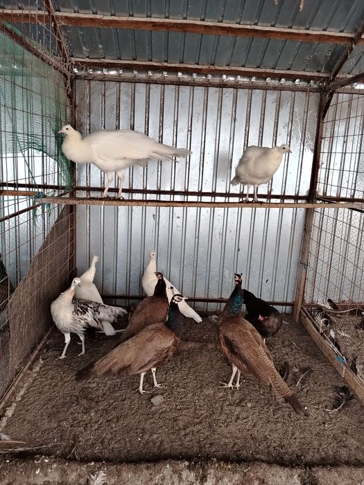 Păuni de diferite culori și varste