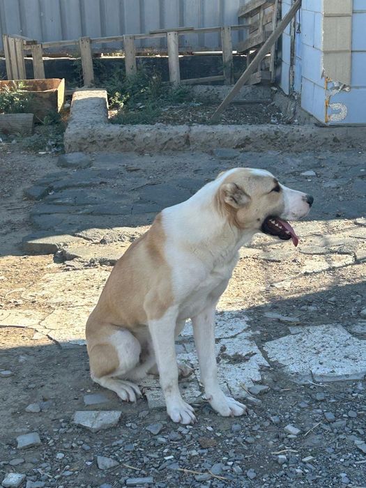 Продаётся САО. .